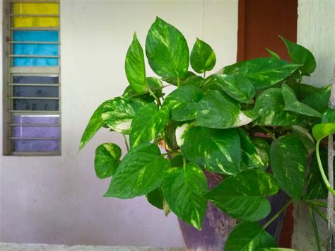 Money Plant Direction In Balcony And Money Plant In Bedroom Vastu