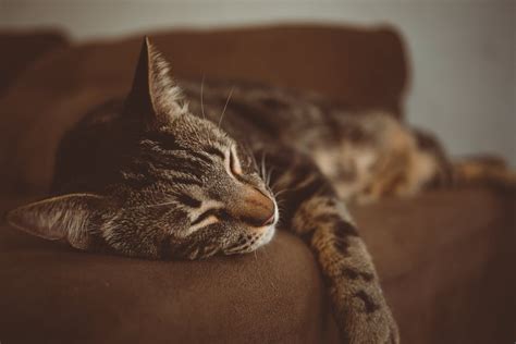 Photo Of Cat Sleeping On The Couch · Free Stock Photo