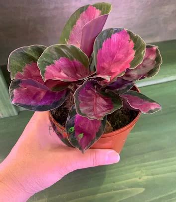 Exploring the Enchanting World of Calathea Roseopicta Varieties - Greenkosh