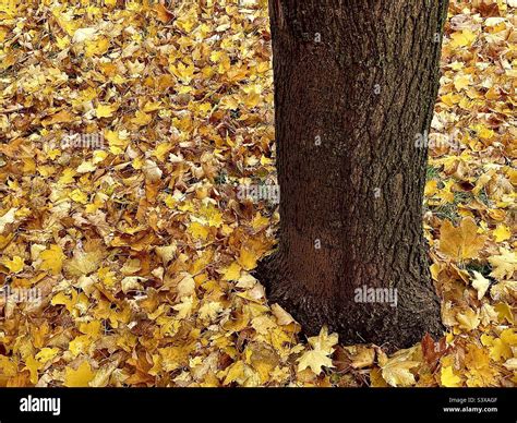 Tronc Arbre Erable Banque De Photographies Et Dimages Haute