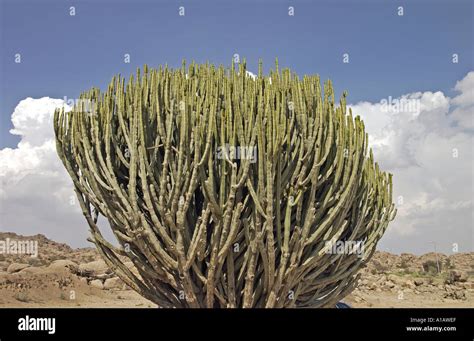 Are There Cactus In The Arabian Desert - When you visit any website, it ...