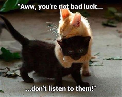 20 Cute Cat Memes to Put You in a Good Mood - SayingImages.com