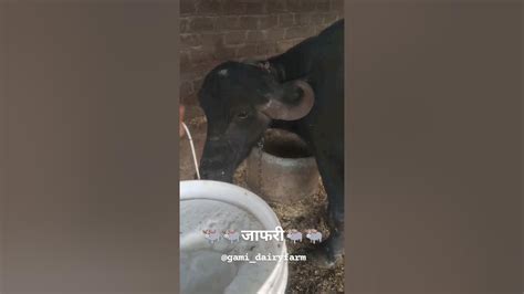 🐃🐃जाफरी भेस का दुध 🐃🐃 Dairy Dairyfarm Milk Cow Jafrabadibuffalo Youtube Short New