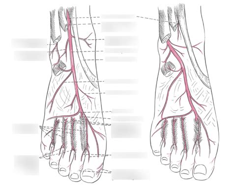 Foot Arteries Diagram | Quizlet