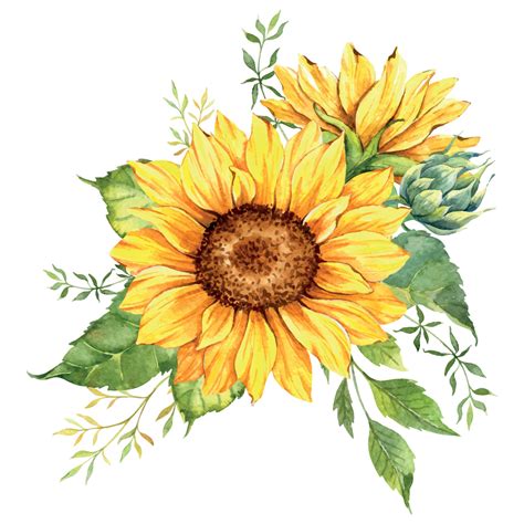 Acquerello Girasoli Mazzo Mano Dipinto Girasole Mazzi Di Fiori Con