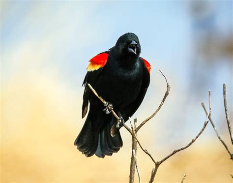 Red Winged Blackbird — Madison Audubon