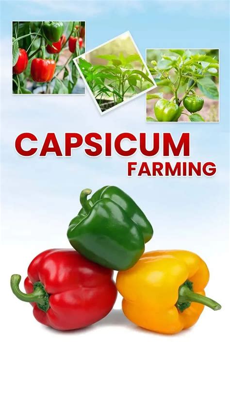 Capsicum Farming Everything You Need To Know For High Yields