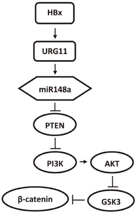 Model Of Mir148a Associated Signaling Pathway Mir148a Increases B Download Scientific Diagram