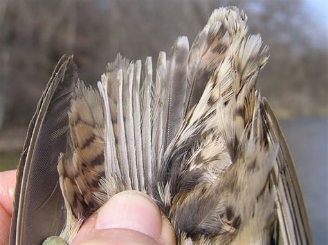 Азиатский бекас Gallinago stenura Птицы Дальнего Востока