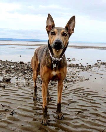 Greyhound Mixes 21 Unique Crossbreeds With Pictures