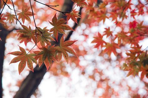 Fotos gratis rama flor luz de sol hoja primavera rojo otoño