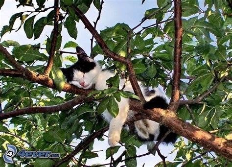 Gato En Un Rbol