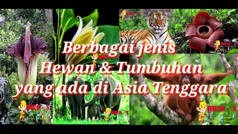 Video Beberapa Flora Dan Fauna Di Negara Asean Youtube