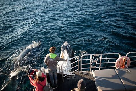 Whale Watching Cruise Dunsborough Wa Adrenaline