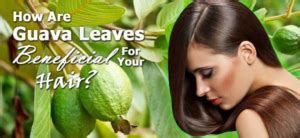 How To Use Guava Leaves To Stop Hair Fall Beauty And Blush