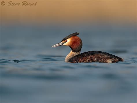 Steve Round Wildlife Photography Great Crested Grebes