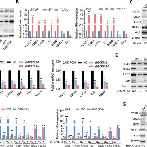 Upregulated Cxcr2 Is Associated With Increased Tcf7l1 Of Pca Volcano