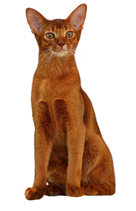 Abyssinian Breeders Australia | Abyssinian Info & kittens