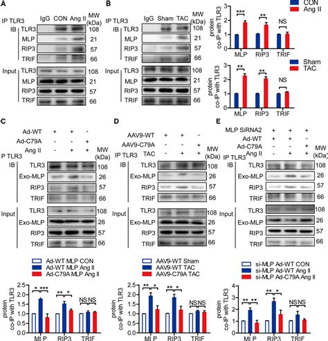 Sno Mlp S Nitrosylation Of Muscle Lim Protein Facilitates Myocardial