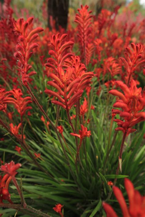 Anigozanthos Bush Coral™ Kangaroo Paw 6 Pot Hello Hello Plants