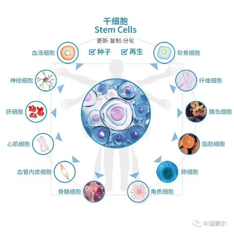 干细胞回输原来是这样的 干细胞and免疫细胞and外泌体and再生医学领域垂直媒体细胞世界