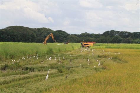 Avanza Siembra Y Cosecha De Arroz Ministerio De Desarrollo Agropecuario