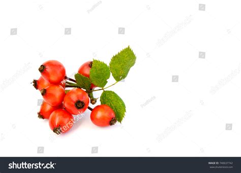 Amazing Health Benefits Rose Hipsrose Hips Stock Photo 740637742