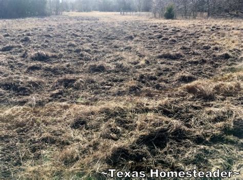 01-17 Wild Hogs Damage Pasture #TexasHomesteader - ~Texas Homesteader~