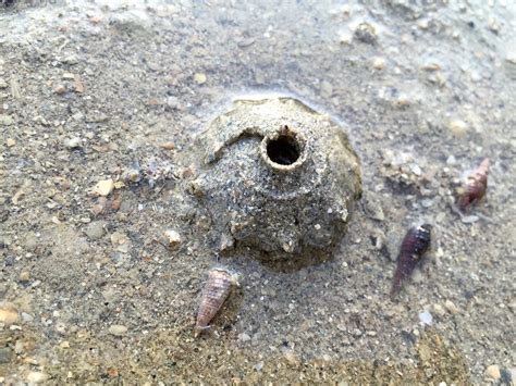 The Sand Collars of The Moon Snail | Amusing Planet