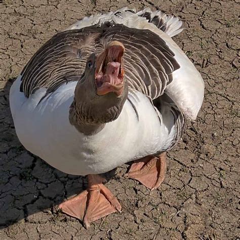 Pomeranian Goose British Waterfowl Association