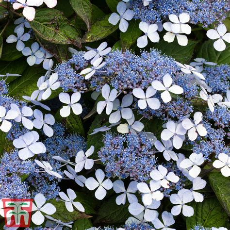 Hydrangea Serrata Bluebird Hydrangea Bluebird Shrub Atelier Yuwa Ciao Jp