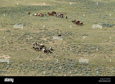 Aerial photos of wild mustangs in Wyoming Stock Photo - Alamy