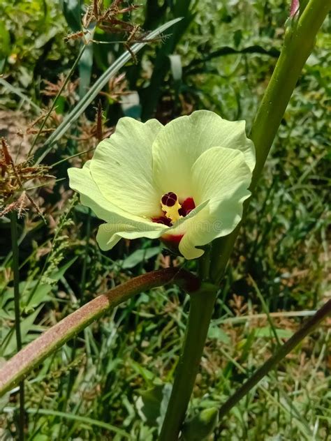 Close Up of Okra Flower.Beautiful Yellow Okra Flower.with Selective Focus on Subject Stock Image ...