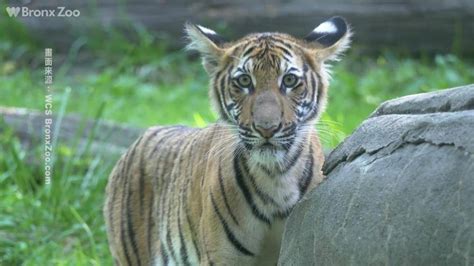 紐約驚傳老虎確診！木柵動物園高度戒備 民視新聞網 Line Today