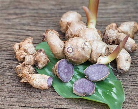 Black Ginger Kaempferia Parviflora Review Benefits Dosage Side Effects