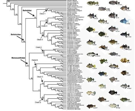 Bayesian Majority Rule Consensus Cladogram For The Balistidae