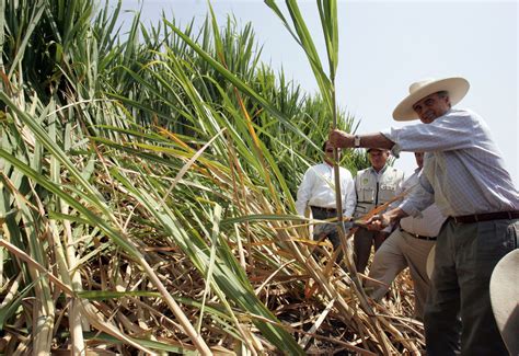 Producción De Caña De Azúcar Creció En 102 En Octubre Noticias