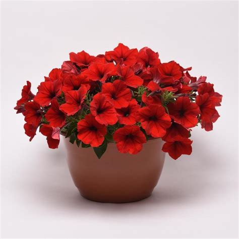 Petunia E3 Easy Wave Red Petunia Garden Center Marketing