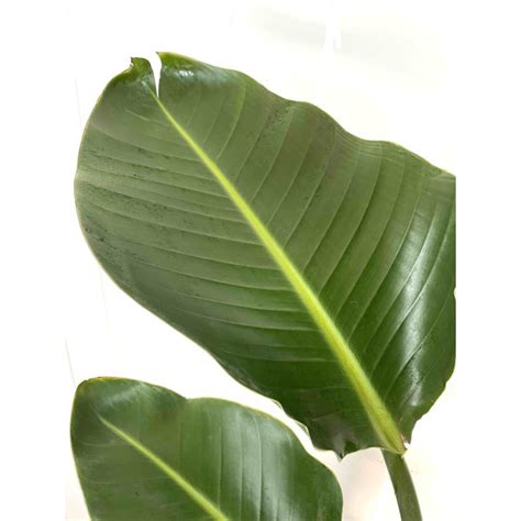 Primrue Sykes White Bird Of Paradise Live Floor Plant In Pot Wayfair