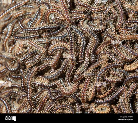 Multiple Greenhouse Millipedes Oxidus Gracilis Gathering On A Rock