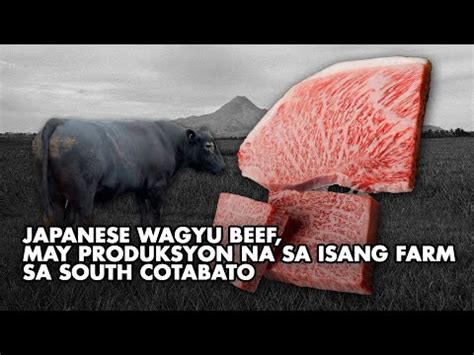 Japanese Wagyu Beef May Produksyon Na Sa Isang Farm Sa South Cotabato