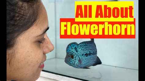 Flowerhorn Fish How To Keep A Flowerhorn Aquarium How To Grow