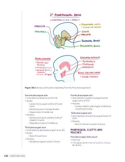 Pharyngeal arches, pouches, and clefts: Video, Causes, & Meaning | Osmosis