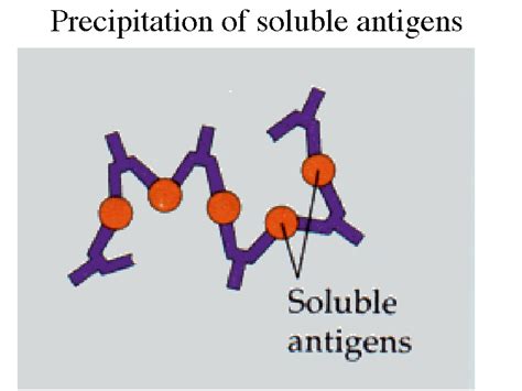 Precipitation Of Soluble Antigens