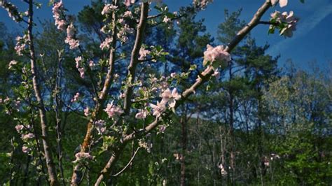 Cherry Blossom Videos: Download 1,902+ Free 4K & HD Stock Footage Clips ...