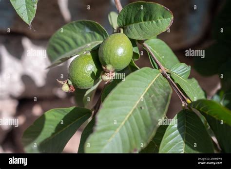 Guave Fruit Growing On A Tree Branch Among Green Leaves Psidium