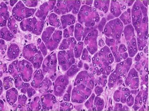 Endocrine Vs Exocrine Glands Histology - Infoupdate.org