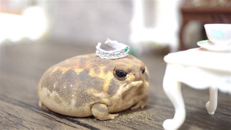 Rain Frogs Wake Up Cute Assortment Youtube