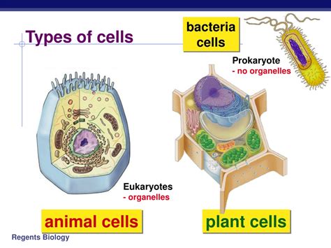 Ppt Cells And Cell Organelles Powerpoint Presentation Free Download