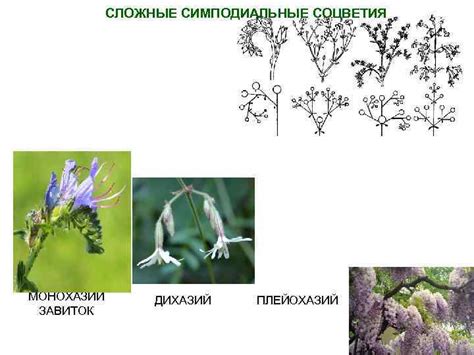 Генеративные органы цветковых растений 1 ЦВЕТОК а функции